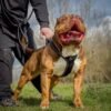 21.jpg BESTIA Dog Sport „GripPro“ ypač tvirta treniruočių liemenė