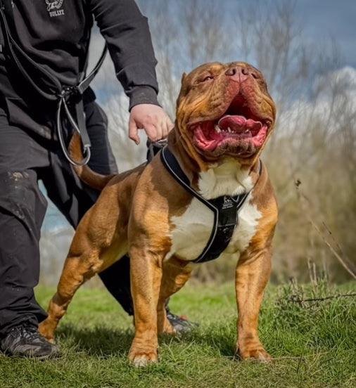 21.jpg BESTIA Dog Sport „GripPro“ ypač tvirta treniruočių liemenė