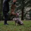 bestia-dog-sport-handle-collar-264075.jpg BESTIA Sportinis Antkaklis Su Rankena