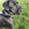 bestia-dog-sport-handle-collar-595589.jpg BESTIA Sportinis Antkaklis Su Rankena