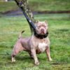weighted-dog-training-collar-large-breeds-5-lbs-total-removable-weights-592295.jpg BESTIA treniruočių antkaklis su svoriu