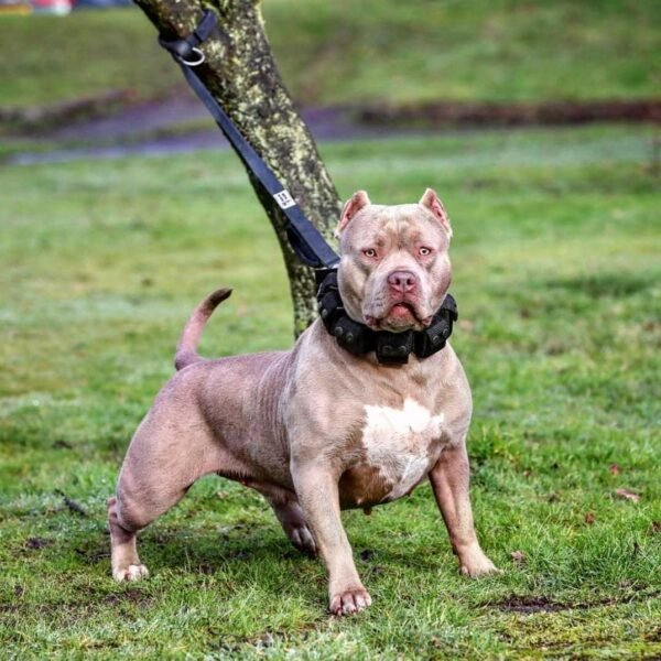 weighted-dog-training-collar-large-breeds-5-lbs-total-removable-weights-592295.jpg BESTIA treniruočių antkaklis su svoriu