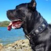 the-all-black-eros-collar-25-inch-wide-454069.jpg BESTIA „Eros“ odinis antkaklis (All Black, 6,3 cm)