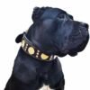 the-maximus-collar-25-inch-wide-black-gold-705493.jpg BESTIA Maximus odinis antkaklis – ant šuns, stabili kontrolė