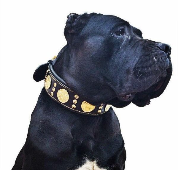 the-maximus-collar-25-inch-wide-black-gold-705493.jpg BESTIA Maximus odinis antkaklis – ant šuns, stabili kontrolė