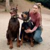 the-maximus-collar-25-inch-wide-black-gold-860414.jpg bestia-maximus-on-2-dogs.jpg