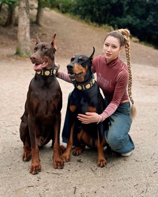 the-maximus-collar-25-inch-wide-black-gold-860414.jpg bestia-maximus-on-2-dogs.jpg
