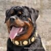 the-maximus-collar-25-inch-wide-black-gold-983709.jpg bestia-maximus-on-dog.jpg