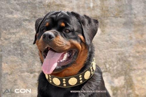 the-maximus-collar-25-inch-wide-black-gold-983709.jpg bestia-maximus-on-dog.jpg