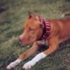 the-star-set-collar-leash-751105.jpg BESTIA Star – ant šuns, klasikinis siluetas