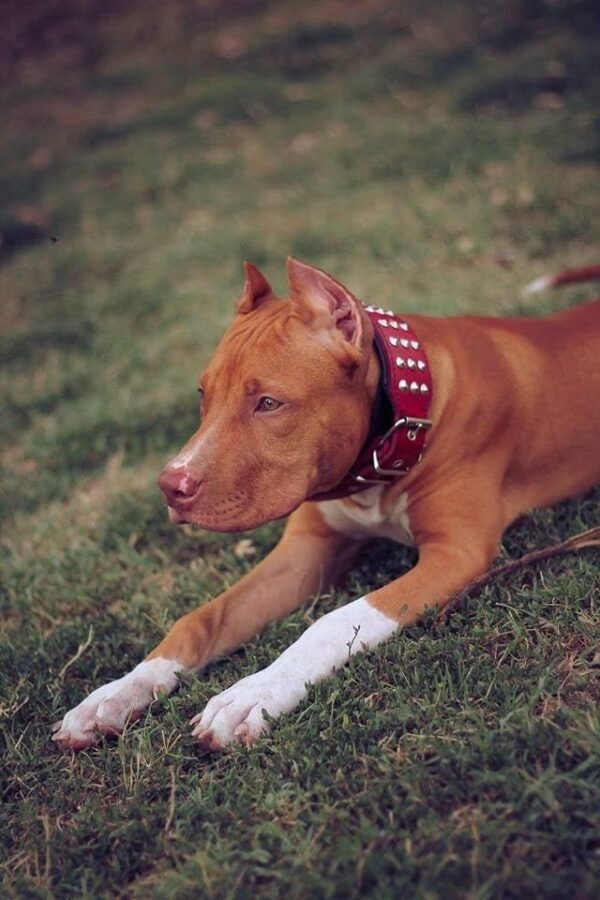 the-star-set-collar-leash-751105.jpg BESTIA Star – ant šuns, klasikinis siluetas