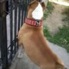 the-star-set-collar-leash-954573.jpg Star – 35 mm sagtis ir D-žiedas (sidabro spalva)