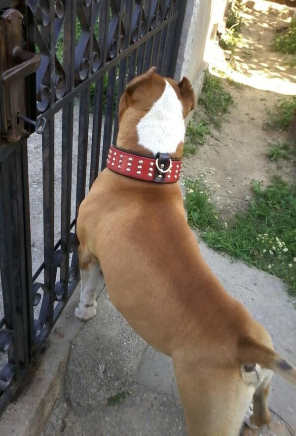 the-star-set-collar-leash-954573.jpg Star – 35 mm sagtis ir D-žiedas (sidabro spalva)